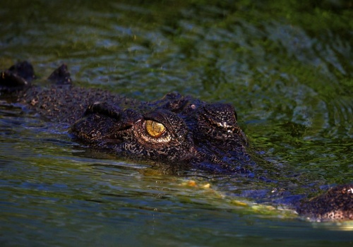 Pływają nawet po boiskach. W mieście zaroiło się od krokodyli