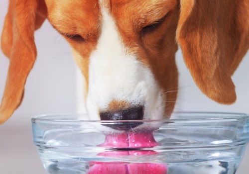 Zostawiasz tak psie miski? Lepiej zobacz, co może się w nich zagnieździć