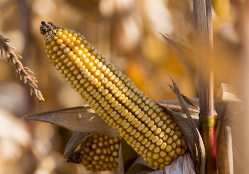 USDA: Kukurydza przejmuje rynek. Rekordowe zbiory zmienią handel na świecie