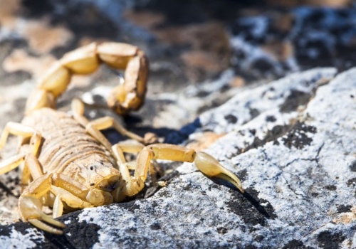 W przesyłce z Chin było zwierzę. Włoch był w szoku, gdy otworzył paczkę