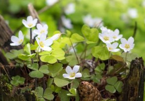 Wszyscy zachwycają się czosnkiem niedźwiedzim, a ignorują inne zdrowe listki. Rosną w każdym lesie