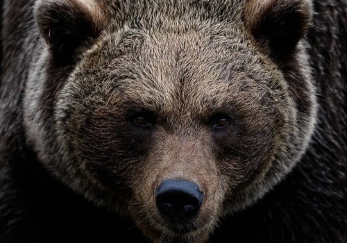 Niedźwiedź zaatakował człowieka w Bieszczadach. Powstaną całodobowe grupy interwencyjne