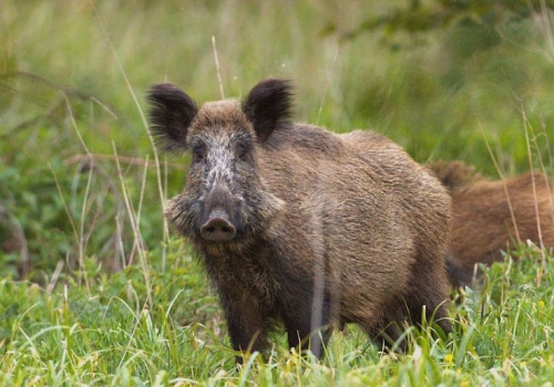 ASF nie daje oddechu. Grubo ponad 100 ognisk u dzików w tydzień