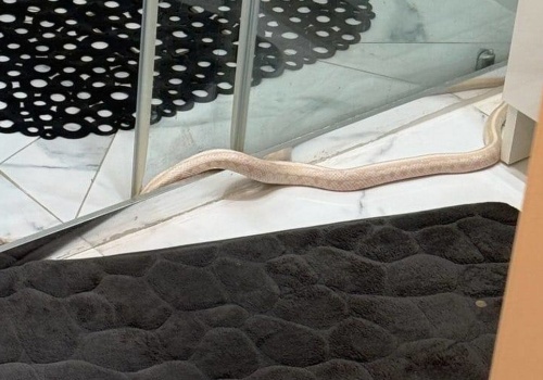 Zaskakujący gość w łazience. Mieszkaniec Elbląga chwycił za telefon