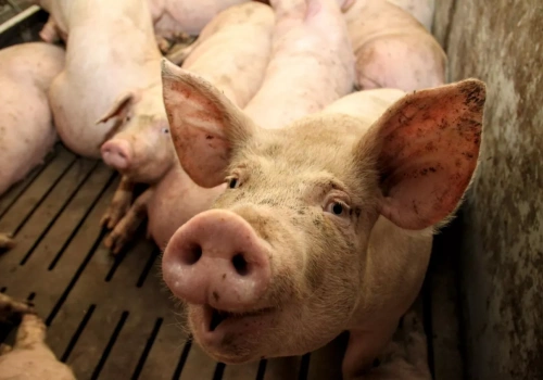 Ceny świń wzrosły nawet do 7,30 zł/kg. Ale eksperci ostrzegają