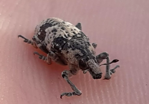 Szarek komośnik niszczy plantacje buraka, a rolnicy alarmują o rosnących stratach. Czym teraz pryskać?