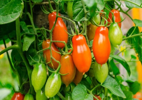 To najsmaczniejsza odmiana pomidorów. Trzeba je posadzić już w marcu