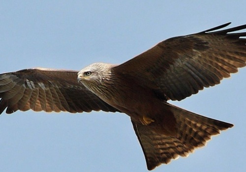 Kania czarna w Polsce. Jest ptakiem drapieżnym o wyjątkowych cechach