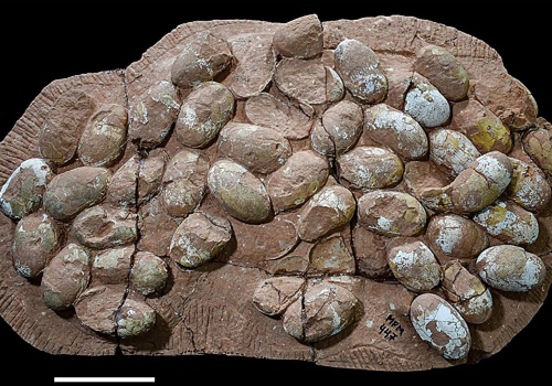 W Brazylii znaleziono największy zbiór jaj pradawnego krewnego krokodyli. Mają miliony lat