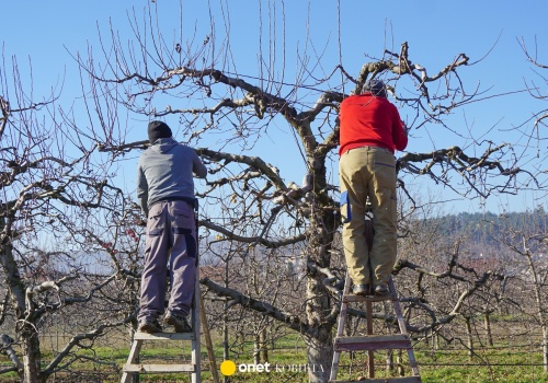 Wiosną koniecznie zrób to z drzewkami owocowymi. Odwdzięczą się ilością plonów