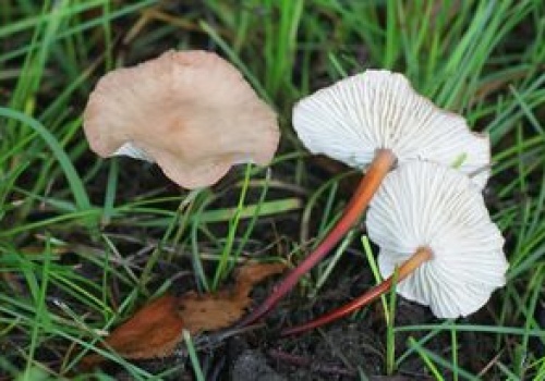 Francuzi go kochają. Polacy nawet nie zwracają na niego uwagi, a niedługo pojawi się w lasach