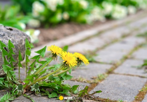 Jak wyczyścić kostkę brukową po zimie? Potrzebujesz dwóch składników
