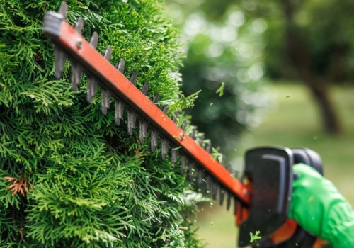 Sąsiad może cię pozwać za tuje. Wiele osób zapomina, że mają limit wzrostu