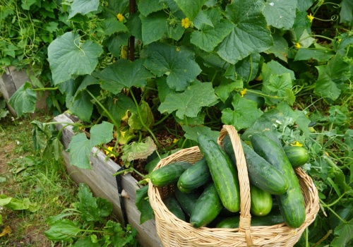 Ogórki słabo rosną? Dodaj do wody dwie przyprawy. Działają lepiej niż niejeden nawóz