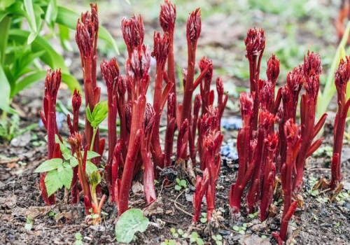 Ten biały proszek działa cuda w ogrodzie. Ogrodnicy mówią, że wtedy kwitną jak nigdy wcześniej