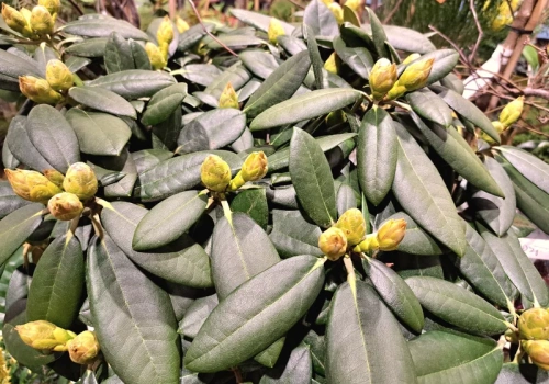 Wsyp 10 łyżek do wody i podlej rododendron w marcu. Ogrodnicy mówią: „utonie w kwiatach”