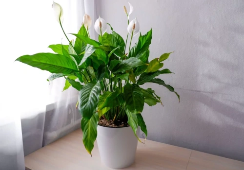 Łyżka do wody i skrzydłokwiat rusza z kwitnieniem. Po 3 tygodniach – pierwsze kwiaty