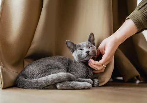 68 proc. Polaków ma wrażenie, że ich kot ich ignoruje. To efekt błędnej interpretacji kociej mowy ciała