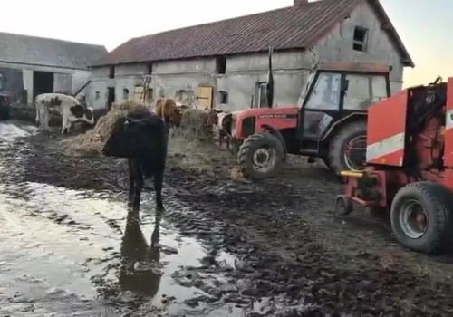 W gospodarstwie znaleziono padłe bydło