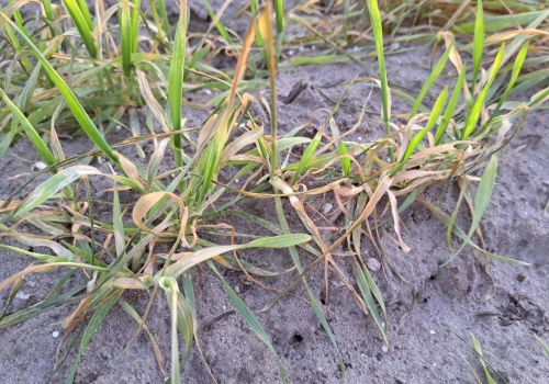 Monitoring suszy przez cały rok? Izby rolnicze apelują o zmiany w systemie