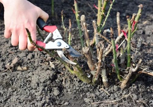 Przycinanie róż wiosną – złota zasada cięcia sprawia, że róże kwitną dwa razy obficiej