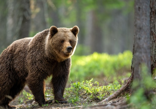 Jak się zachować, gdy spotkasz niedźwiedzia? TPN radzi