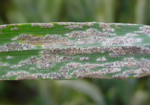 W tydzień może opanować cały łan. Groźna choroba zbóż rusza wiosną