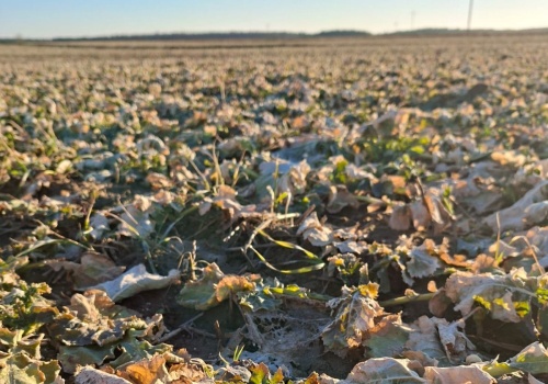 Jaka będzie presja szkodników w uprawach rzepaku?