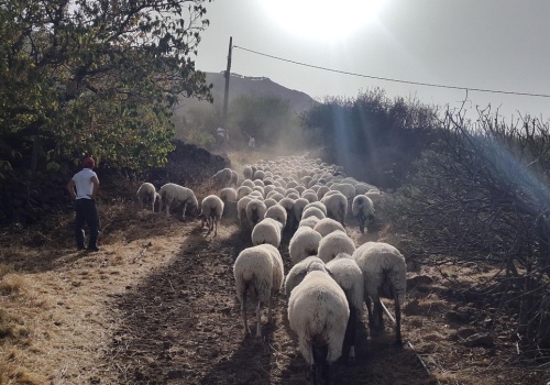 Kozy i owce strażacy na Gran Canarii. Nowy przetarg na wypas