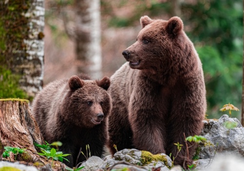 Niedźwiedzie wracają na tatrzańskie szlaki. Co powinni wiedzieć turyści?