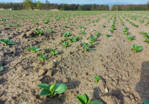 Jak skutecznie odchwaszczać gatunki strączkowe?