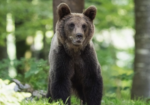 Bezpieczeństwo mieszkańców w Bieszczadach priorytetem. Trwają prace nad ustawą po ataku niedźwiedzia