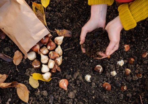 ​Ten odpad z kuchni ratuje moje tulipany. Rabata wygląda jak z katalogu