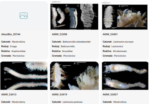 Odkryto 866 nowych gatunków morskich. Misja badawcza Ocean Census przynosi przełomowe wyniki