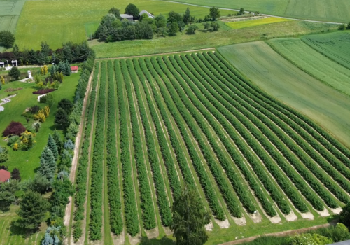Dopłaty bezpośrednie - na jakie stawki mogą liczyć sadownicy?