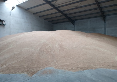 Rynek zbóż w kryzysie. Producenci apelują do rządu o pilną interwencję