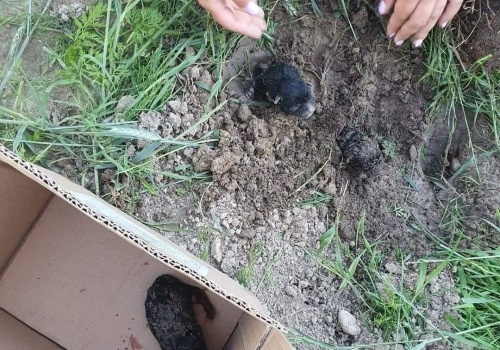 Zakopane szczenięta. Sprawa trafiła aż do Sądu Najwyższego!