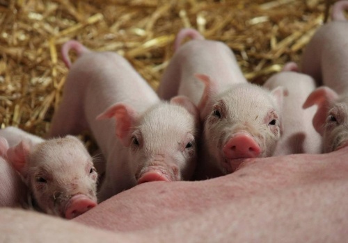 Szwajcaria: Nadwyżki na rynku trzody chlewnej. Szykują likwidację ferm hodowlanych