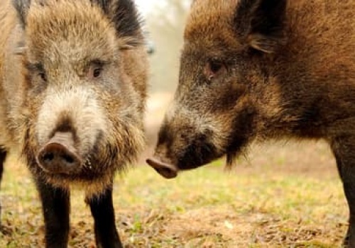 Rzeź przy ośrodku rehabilitacji dzikich zwierząt. Myśliwi strzelają do wypuszczanych dzików