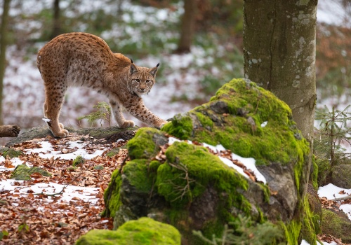 Ku (prze)życiu. O wyprawach godowych rysi