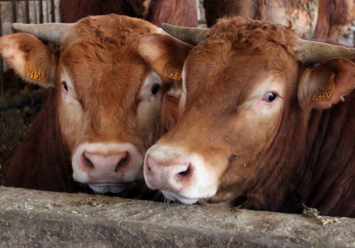 Ceny bydła wciąż w górze. Ekspert wskazuje dwa kluczowe powody