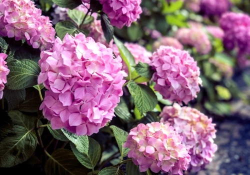 Pokrój i zakop to pod hortensją w marcu. Latem krzew dosłownie ugnie się od kwiatów