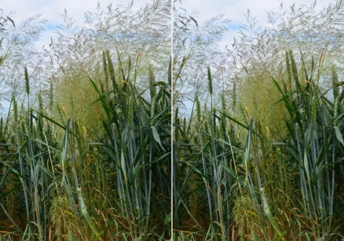 Flufenacet znika z rynku. Jak zwalczać miotłę zbożową?