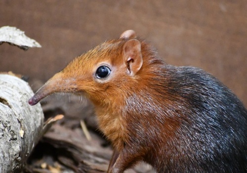 Nie wiedzieli, że urodził się w Polsce. Maluch z trąbą jak słoń
