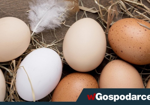 Ceny jaj przed Wielkanocą szokują