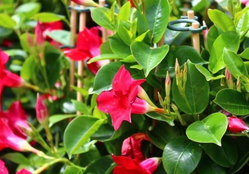 Ta roślina zachwyca bardziej niż pelargonie. Sąsiedzi będą pytać o sadzonki