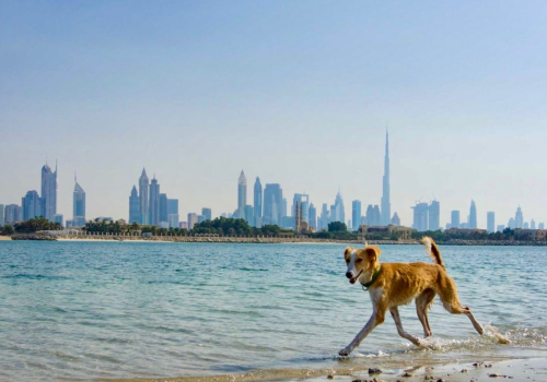 Porzucone psy zalewają Dubaj. „Ekspaci uciekają, zwierzęta zostają na ulicach”
