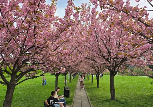 Dlaczego trzeba przesadzić drzewa z wiśniowej alei przy Armii Krajowej?