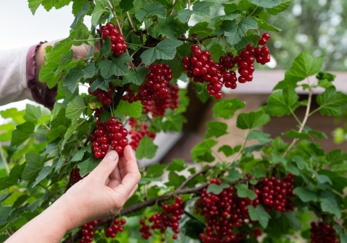 Rozpuść i wlej pod porzeczki w marcu. Owoce ledwo zmieszczą się na krzaczku