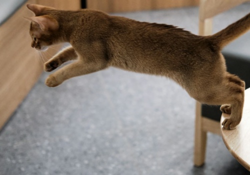 Dlaczego kot zawsze spada na cztery łapy? Nauka naprawdę to bada!